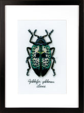 Load image into Gallery viewer, Counted Cross Stitch Kit ~ Blue Beetle